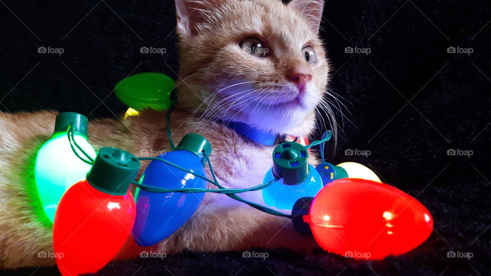 Christmas Kitten