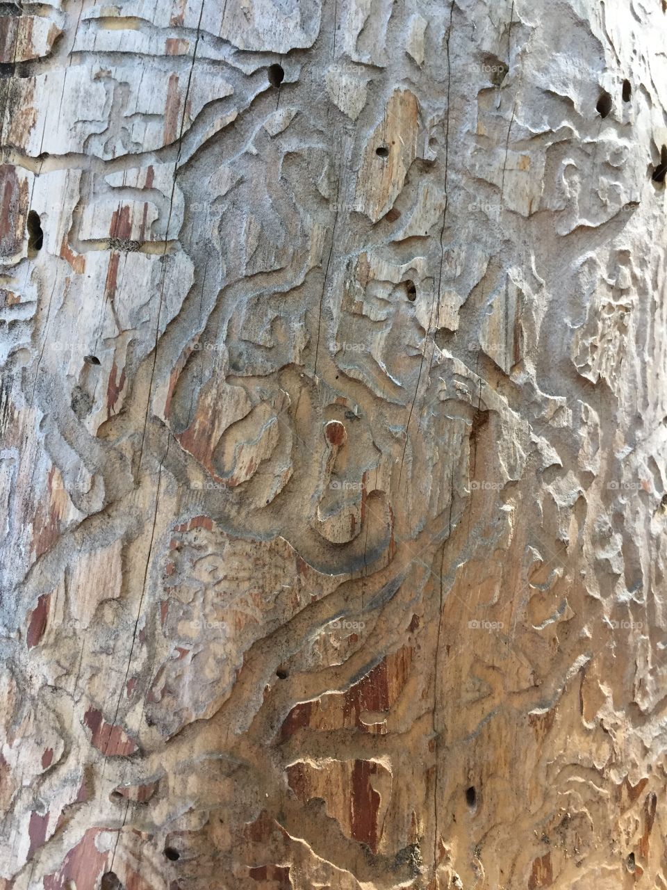 bark beetle causes great harm to trees in the forest
