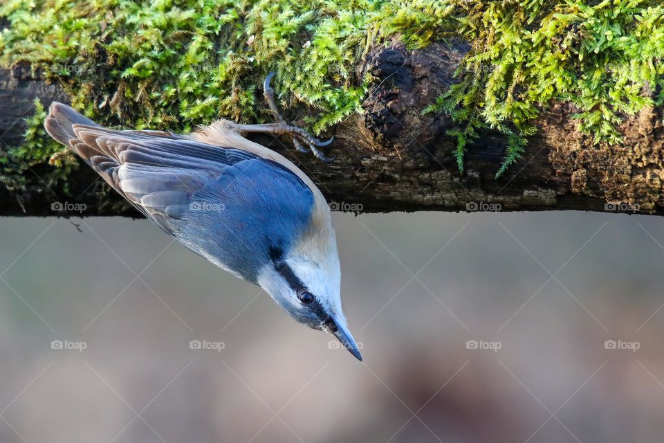 Nuthatch upside down on a branch portrait