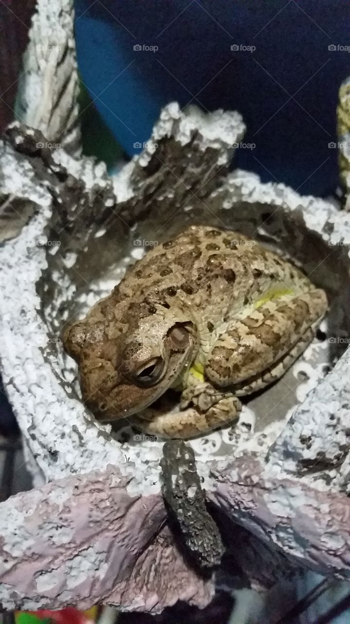 Sleepy tree frog