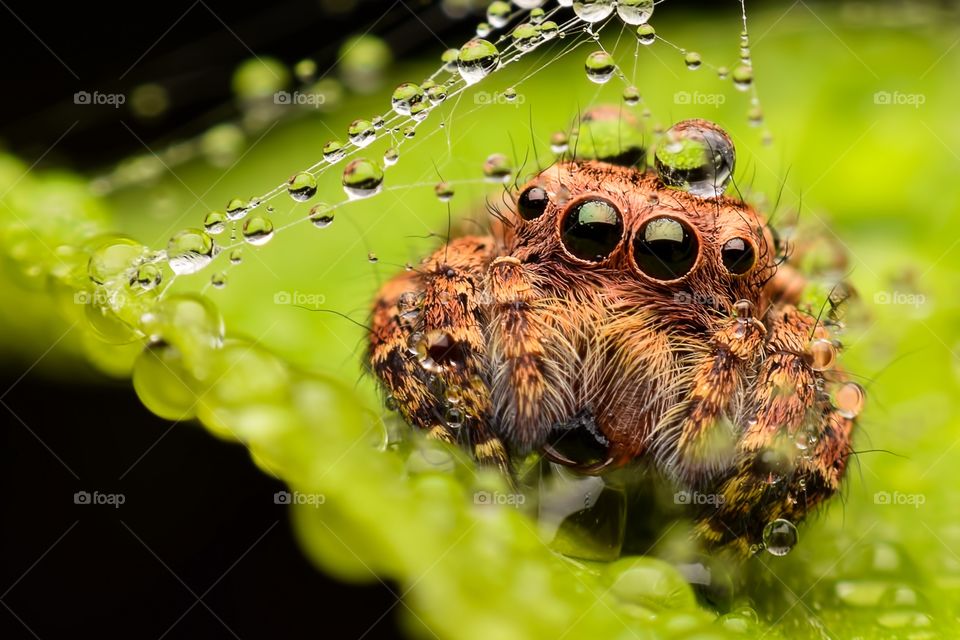 Jumping spider on leaf in forest