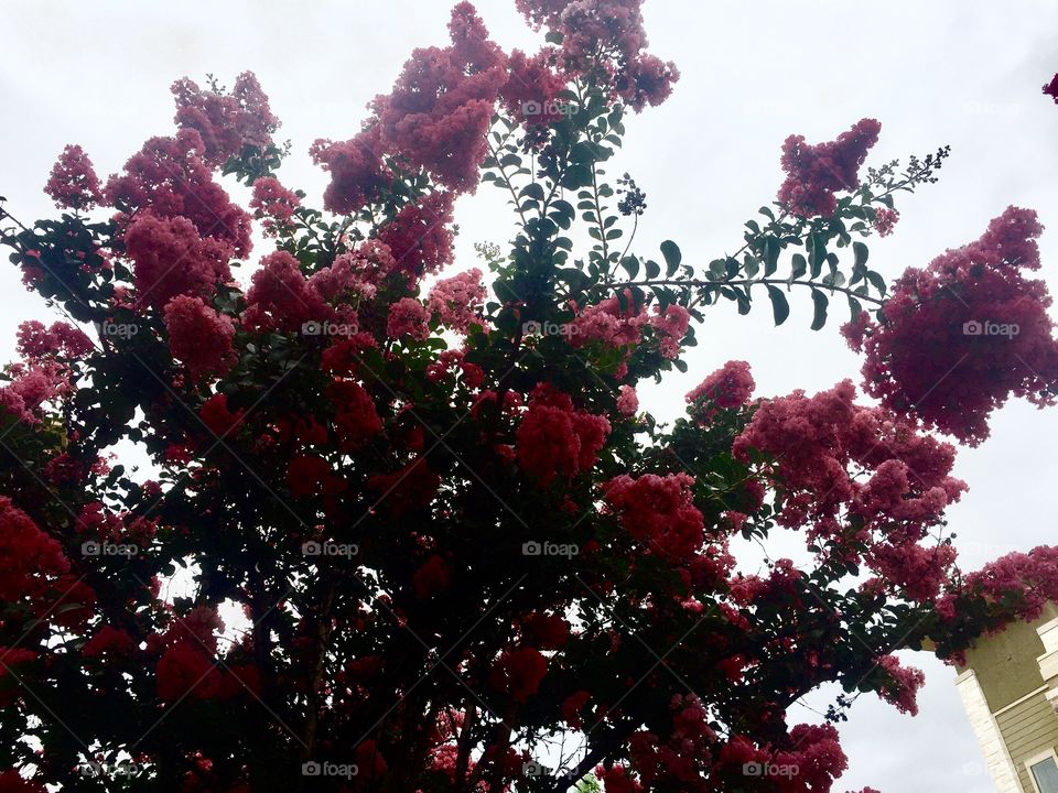 Pink blossom trees