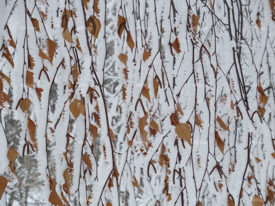 foliage in hoarfrost
