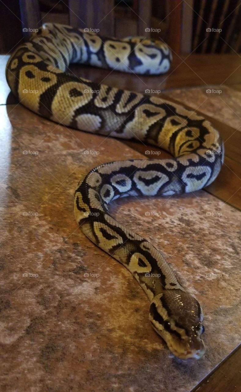 pastel het clown