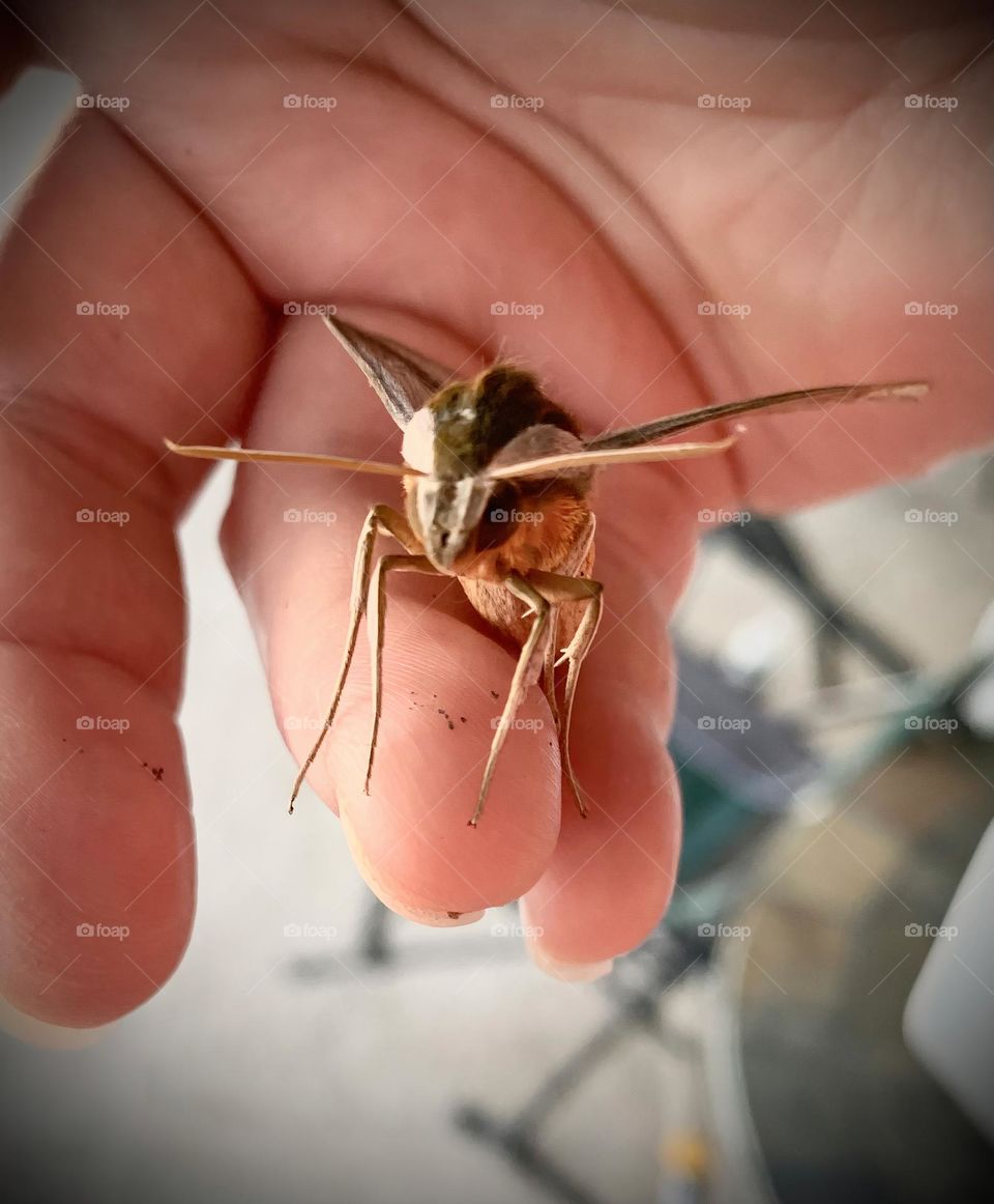 Tersa Sphinx Moth Standing With This Look But Amazing Creature In The Hand Looking Straight 