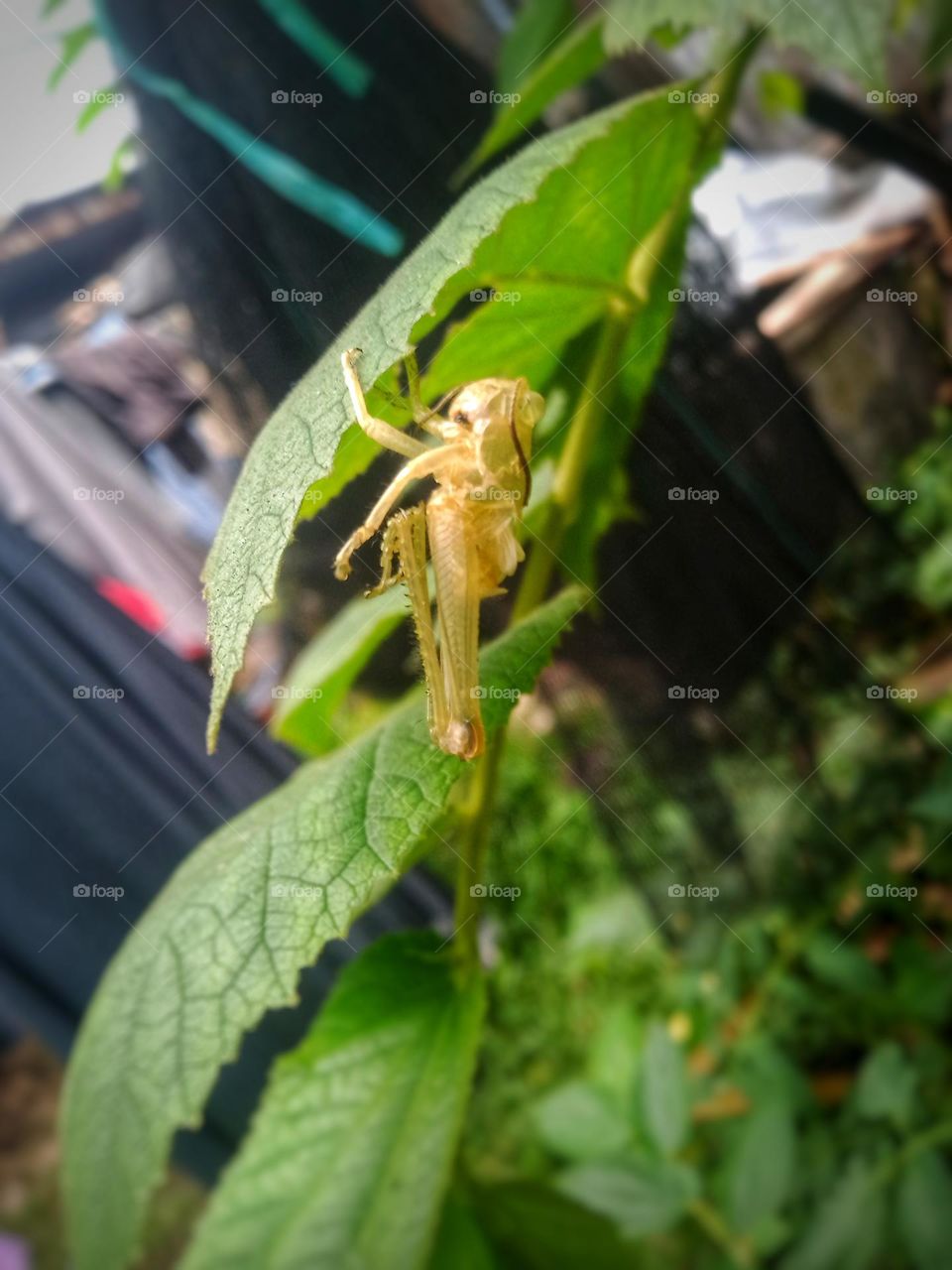 cricket moult under green leaves