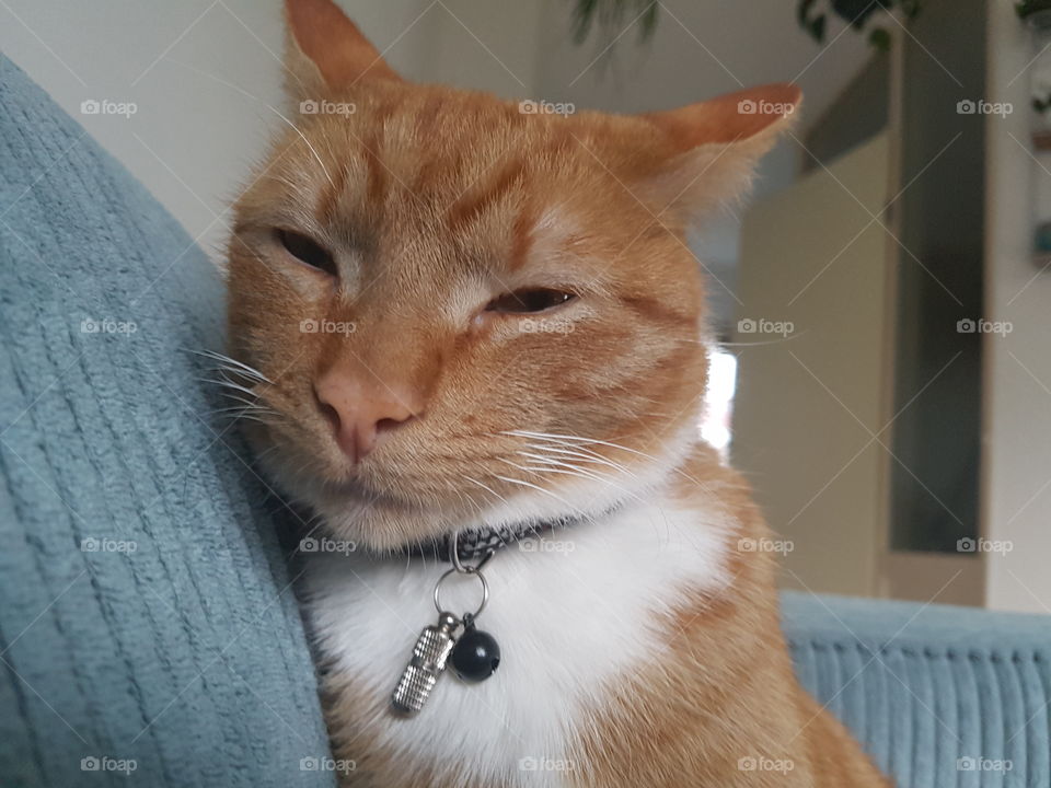 Do you like cats? No? (How is that even possible) But take a look at this one! He is sleeping sitting up straight, leaning into the sofa.