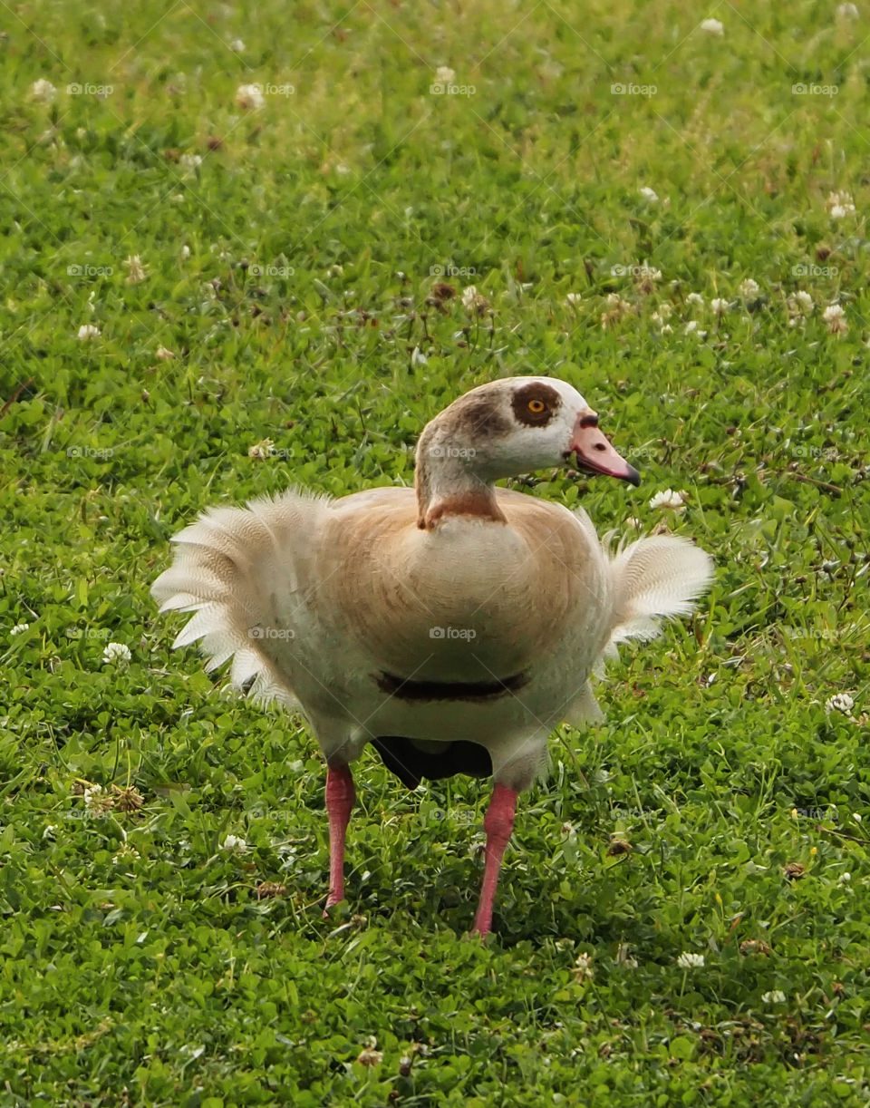 Egyptian Goose standing in the wind