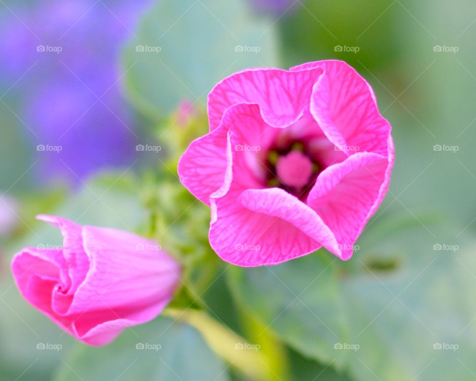 Pink Wildflower with Lavender Background 