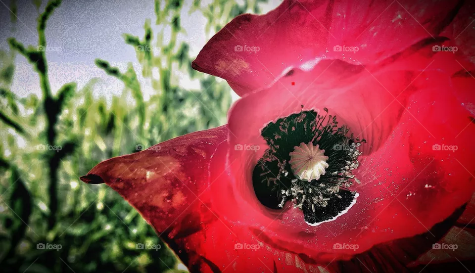 flower