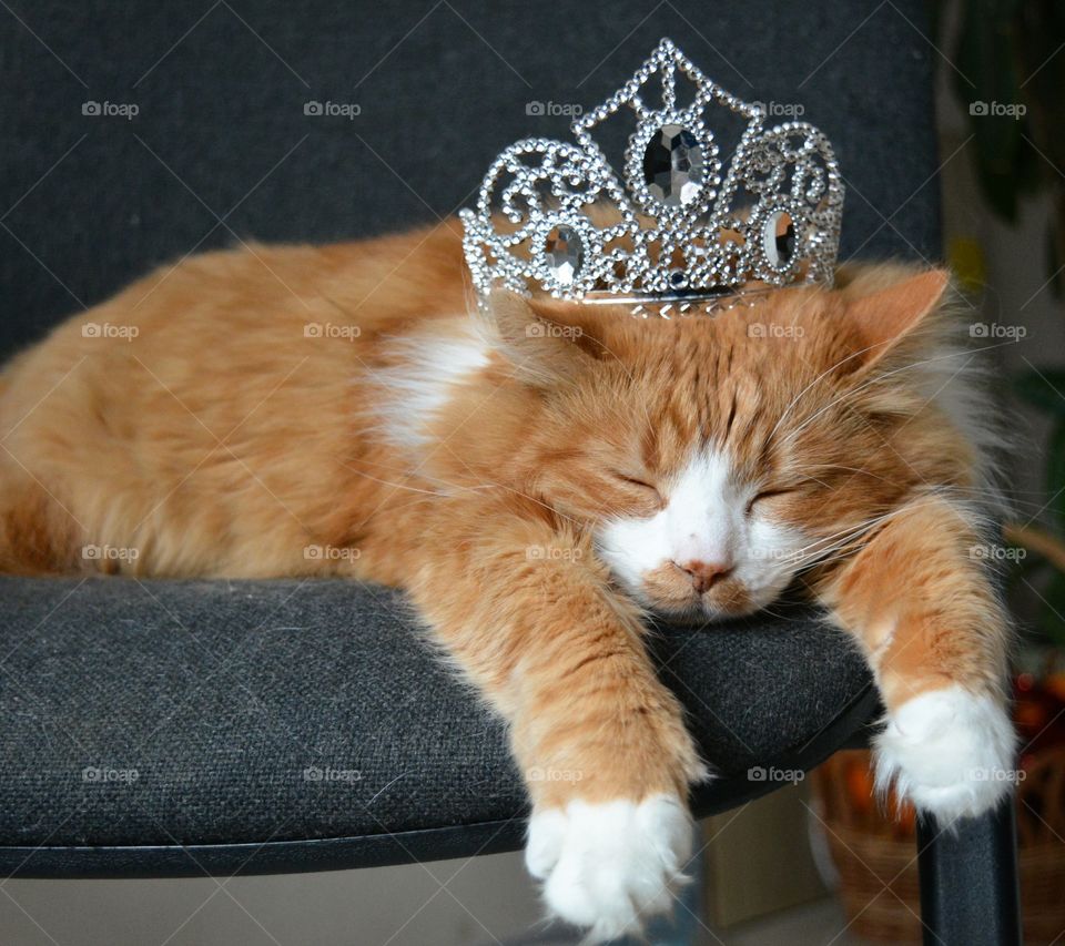 cat pet with silver crown sleep