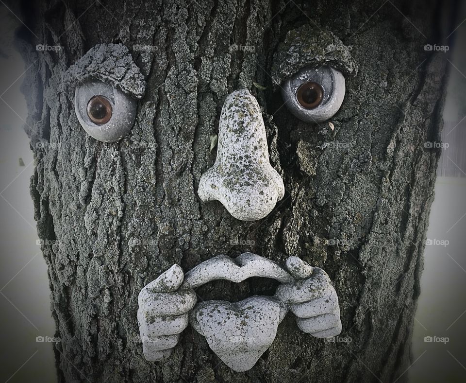 Funny Tree Face