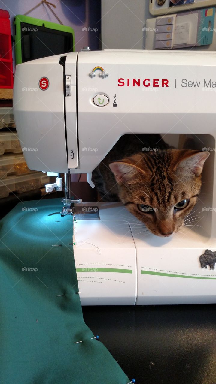 Cat sewing