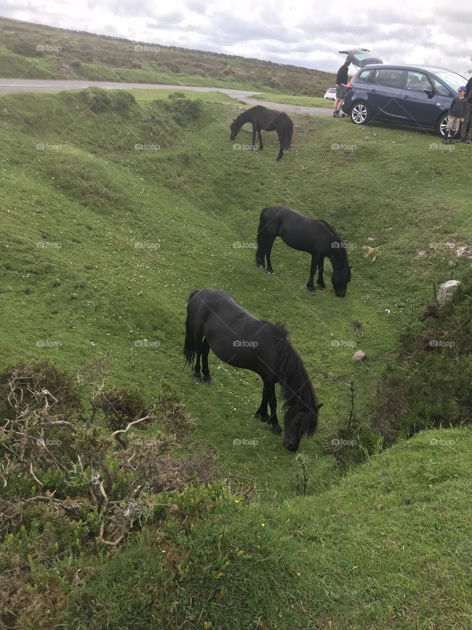 The ponies on Dartmoor, wild though they are were calm and contented and enjoying a mild climate.