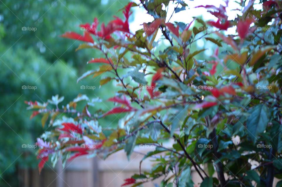 tree branches crabapple royal raindrops