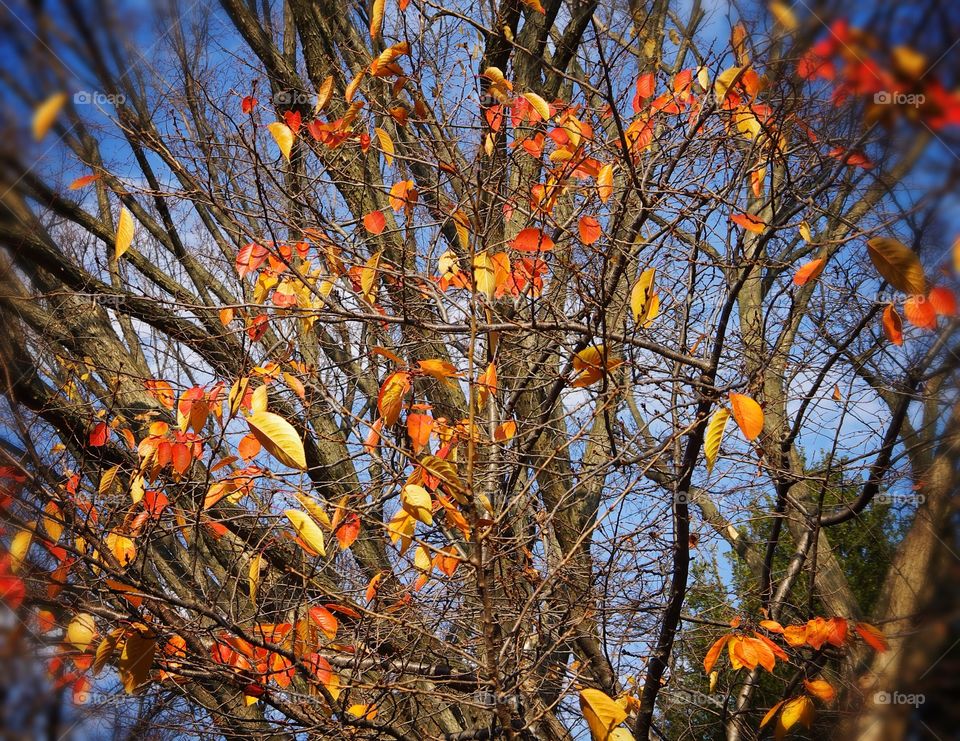 Last orange and yellow fall leaves on a barren tree in fall with blue sky