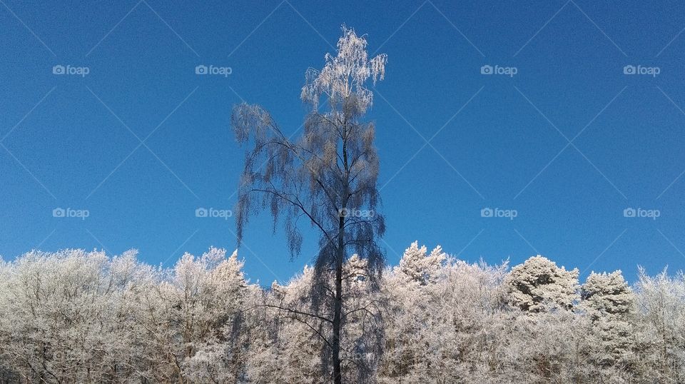 Hierarchy especially in the kingdom of trees.