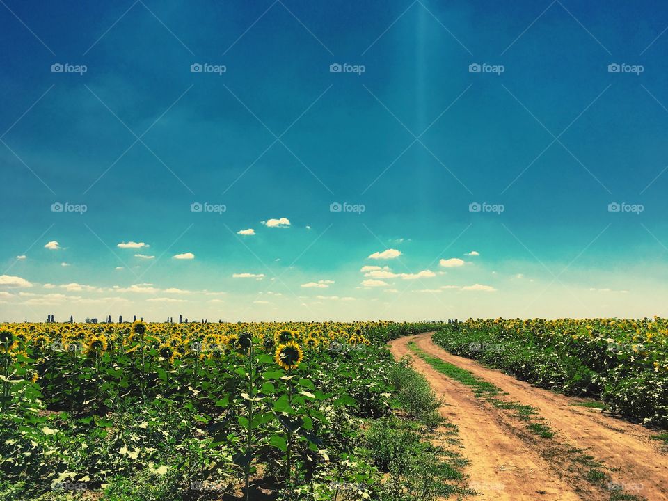 Field with sunflowers, blue sky with clouds, road