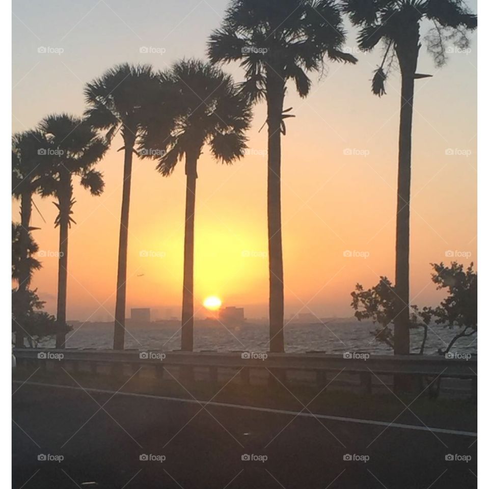 Florida sunrise between palm trees