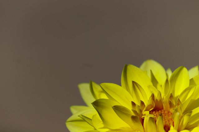 yellow flower