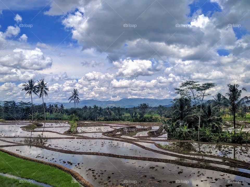 rice fields in Java, Indonesia