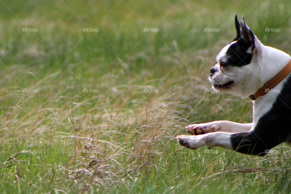 My pup loves to run and was happy to run through the long beach grass on our walk. The warm Spring sun and the wind made her happy to bound through the long grass! 