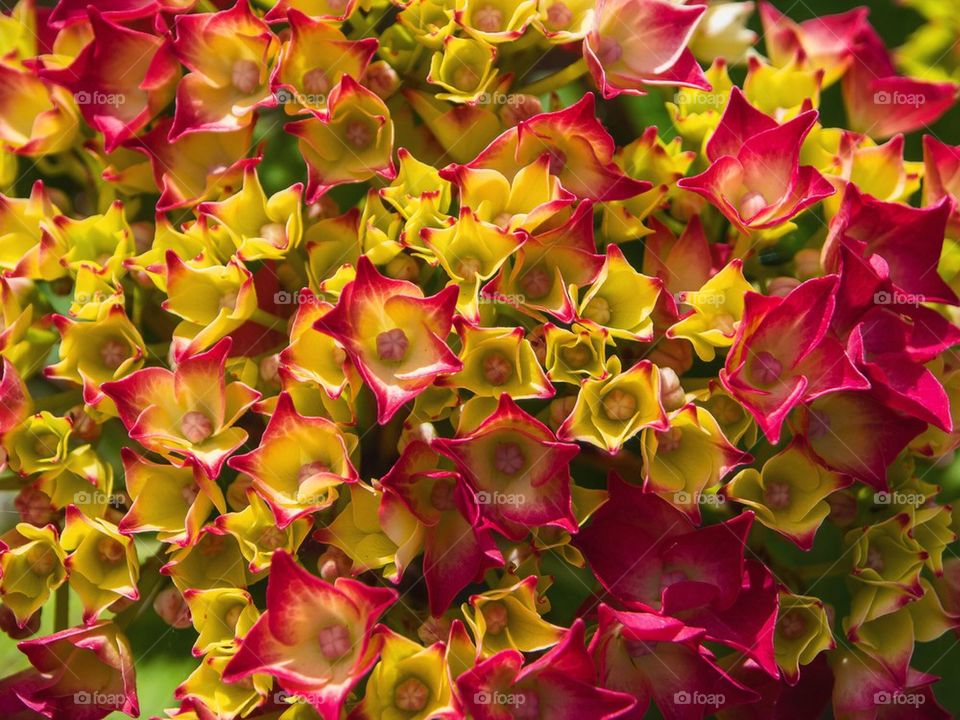 Hortensia