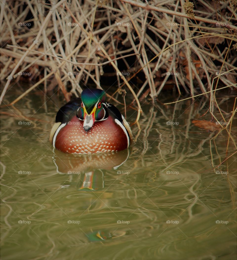 duck in a pond