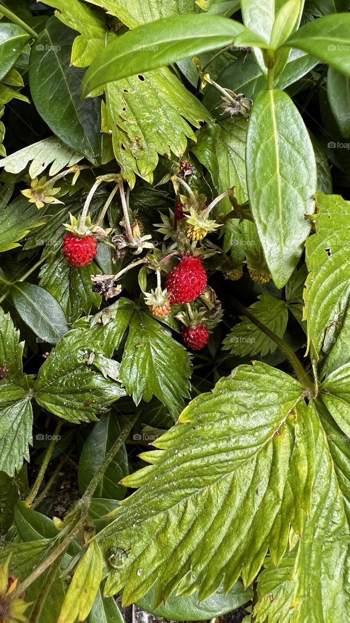 Erdbeeren