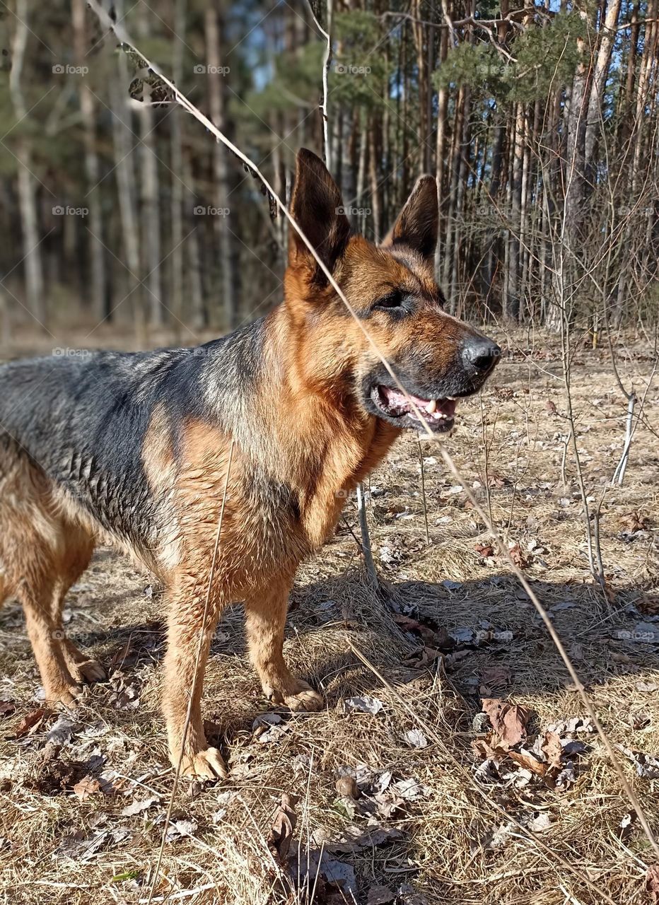 German shepherd dog beautiful portrait outdoor, mobile photography