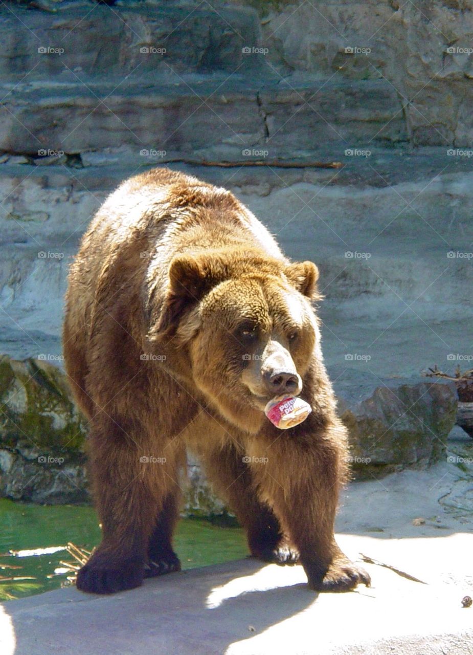 Brown bear