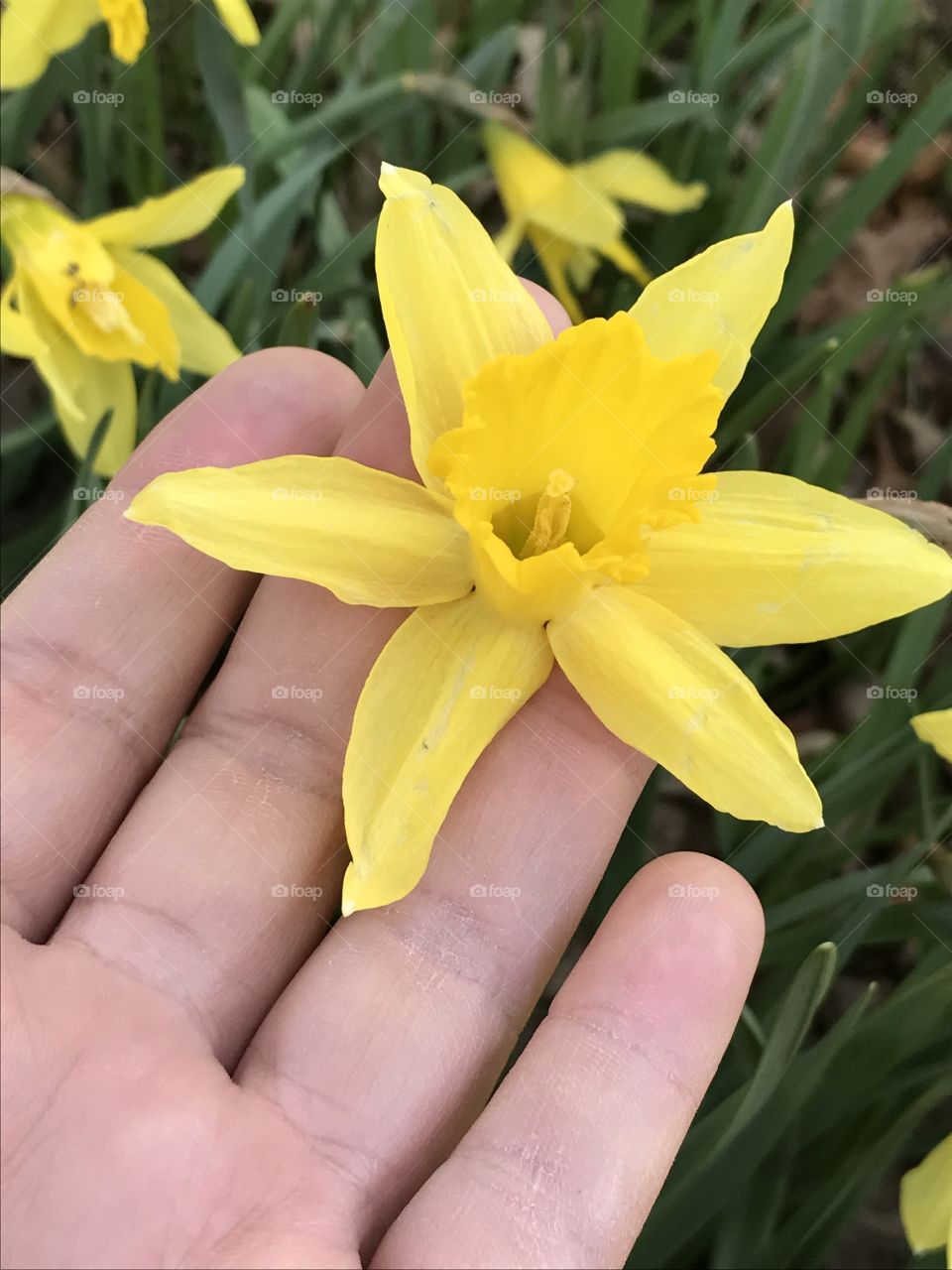 Daffodil
