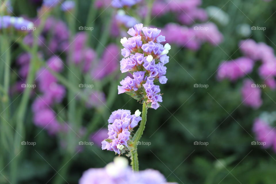 community flower garden
