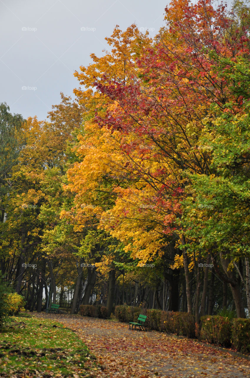 Trees in park during autumn