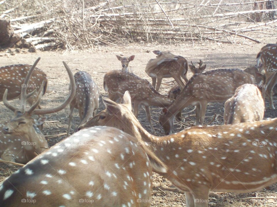 a group of deer's