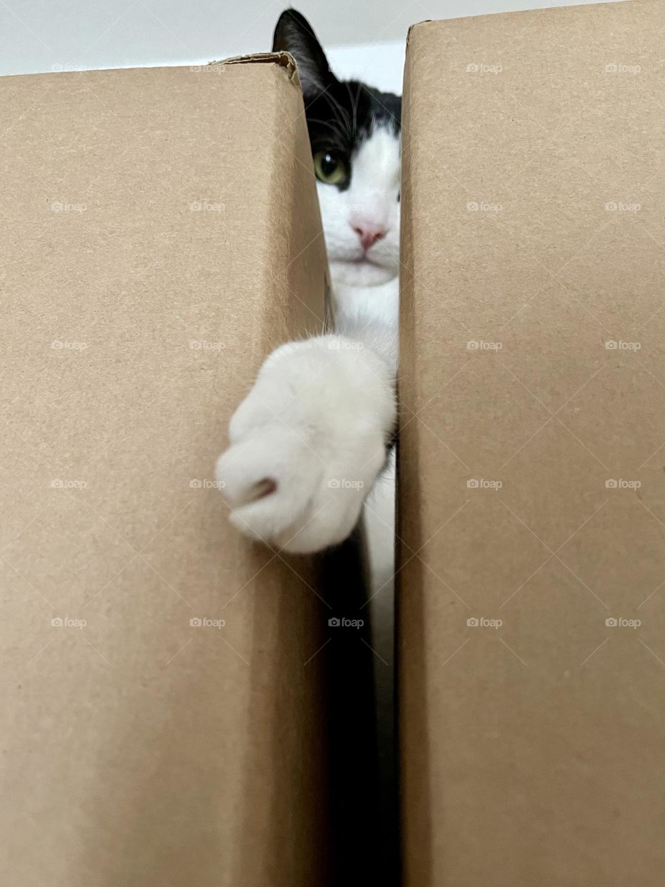 Black and white tuxedo European domestic cat trying to catch something, low angle view 