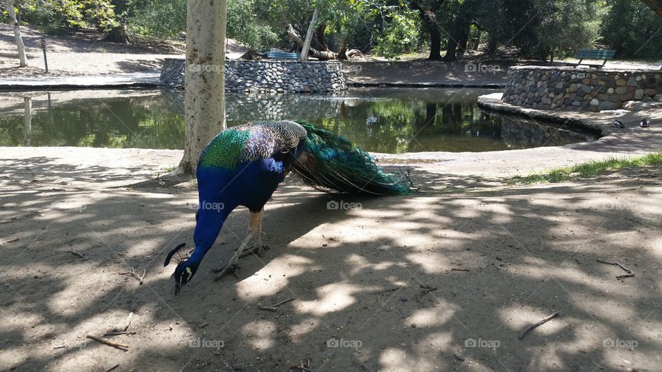 peacock