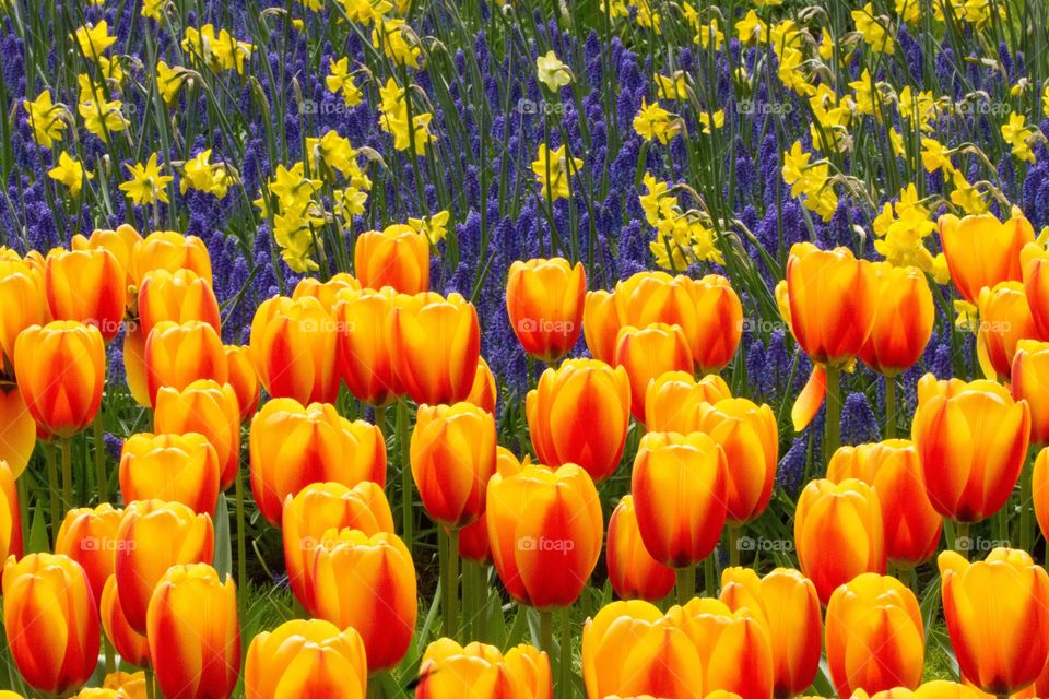 Field of flowers in the spring