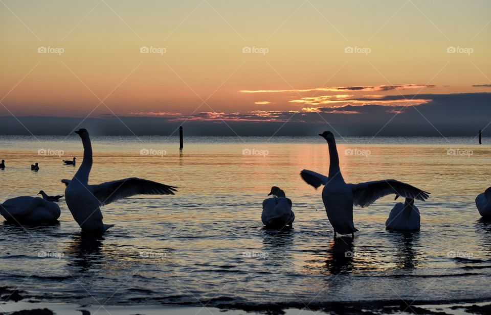 Water, Sunset, Sea, Bird, No Person