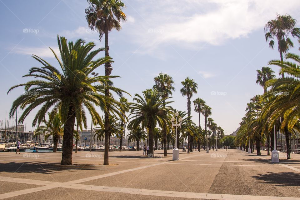 Palm, Travel, Tree, Beach, Vacation