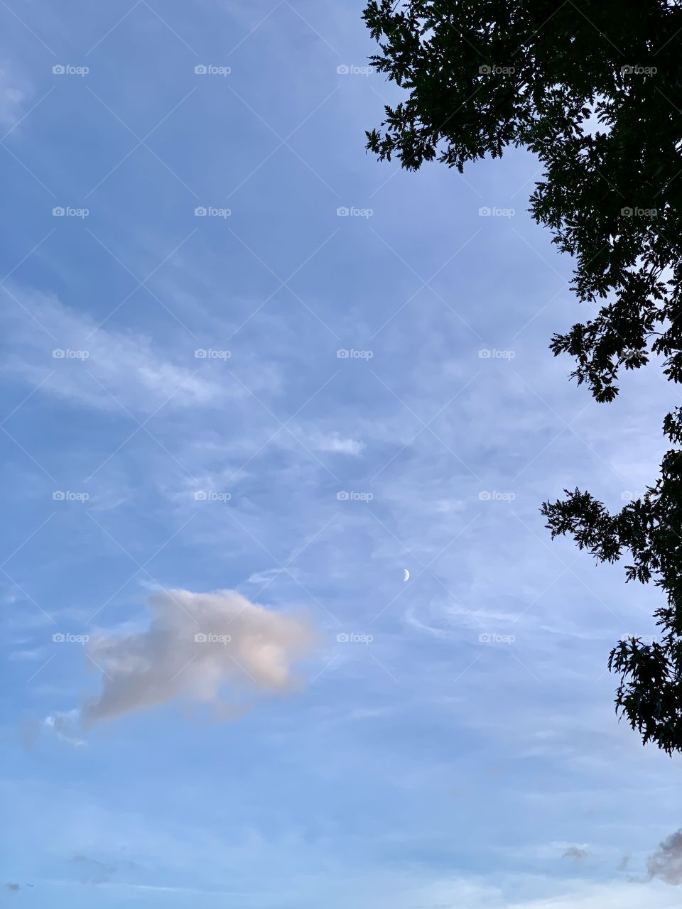 Half moon in a blue sky. Leaves, clouds in late afternoon. Nature, space, weather.