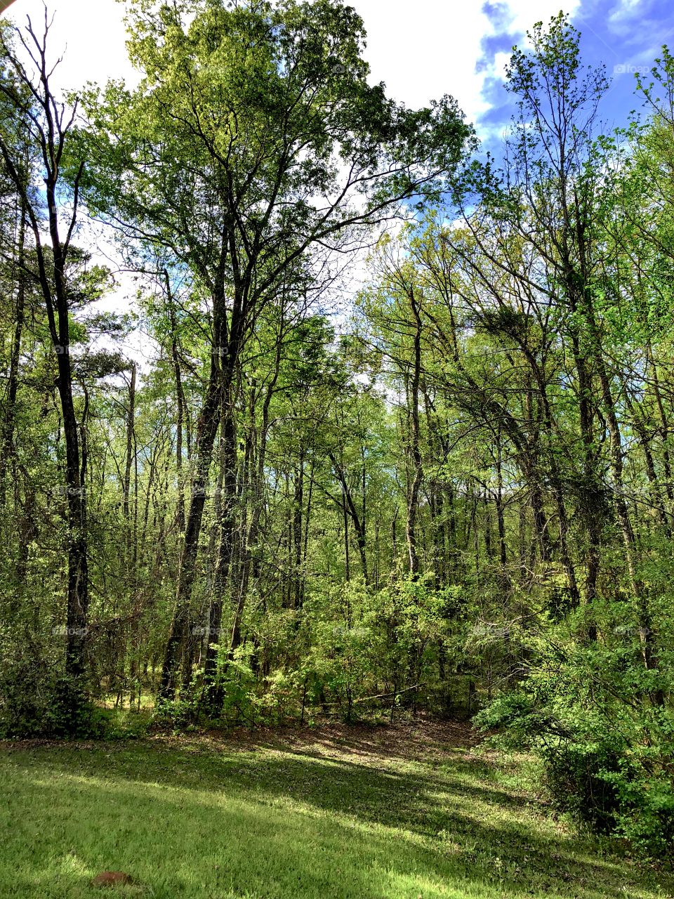 Spring Forest Afternoon 