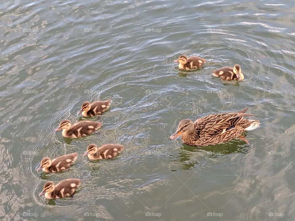 A Lake in Utah with Mommy and Baby Ducks ©️ Copyright CM Photography