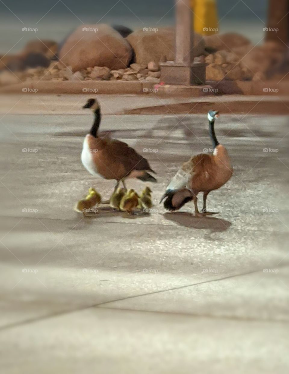 Canada geese with goslings