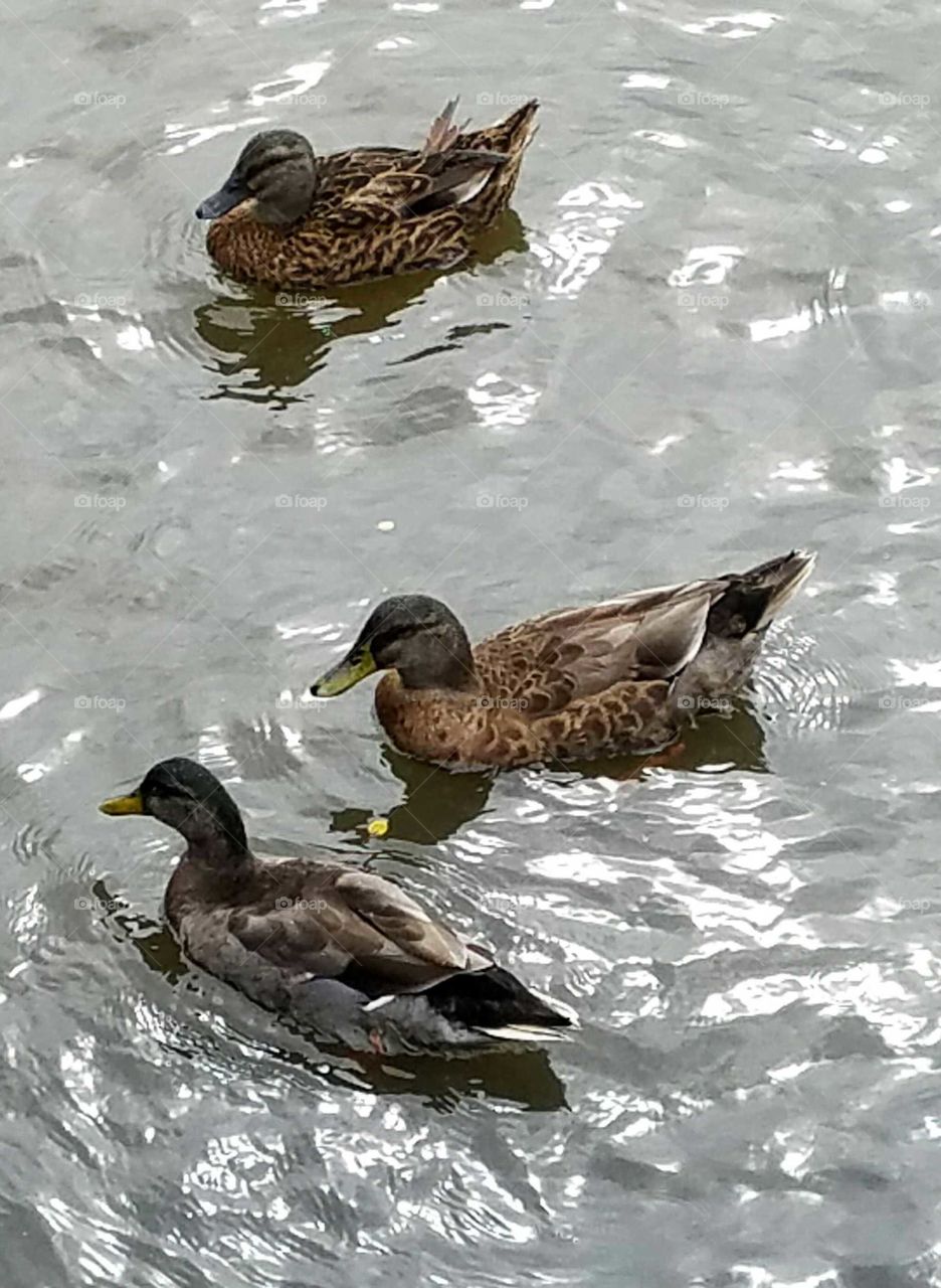Wild Black Ducks on the Water