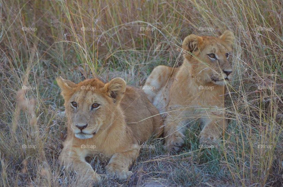 lion cubs masai maea