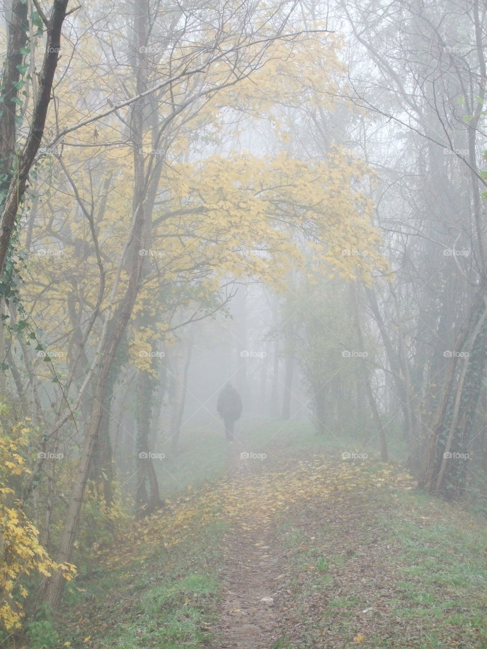 fall along the bank of the creek