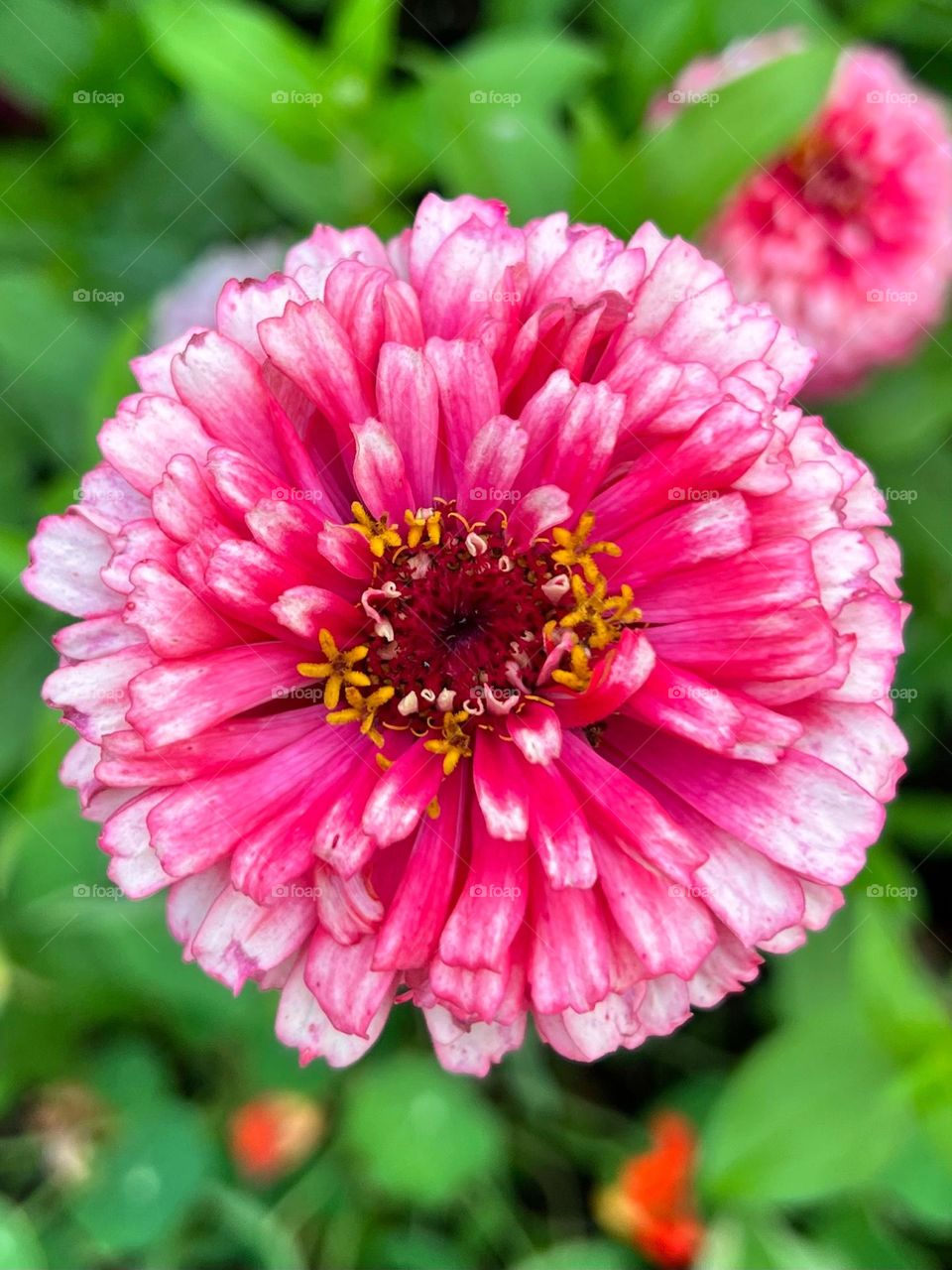 A beautiful bright pink flower in the summer sun