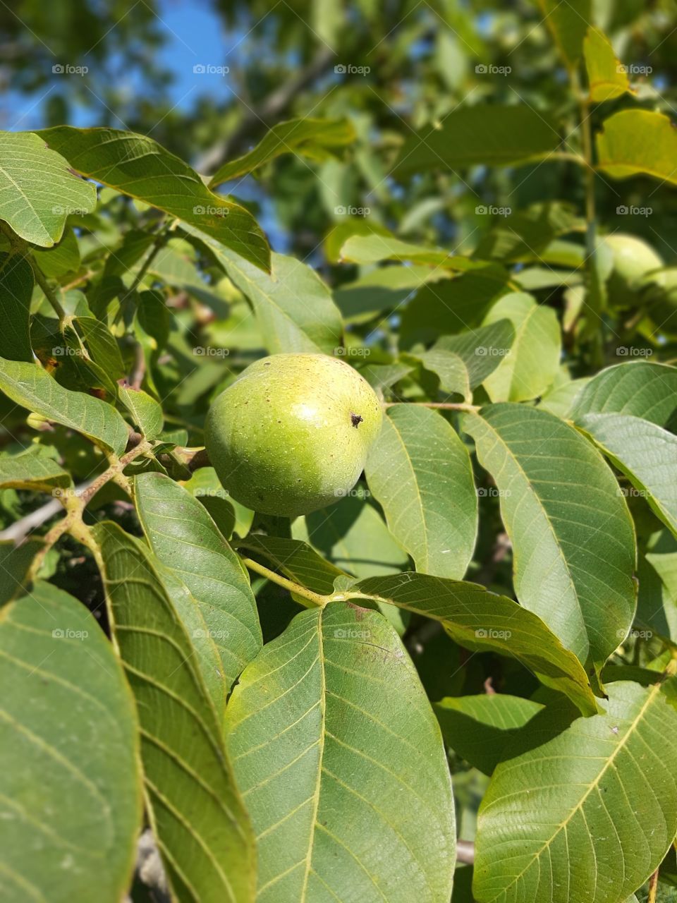 nut tree in sun rays