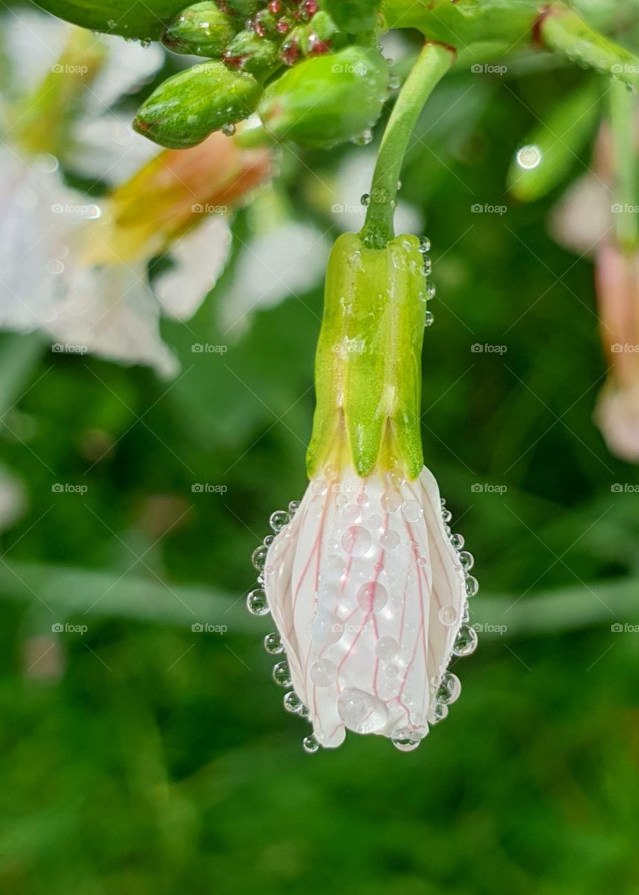 A radishflower with dew. Closeup on a white and pink flower.